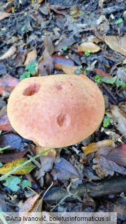 Leccinum versipelle