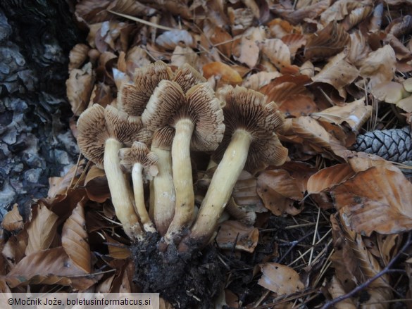 Pholiota pinicola