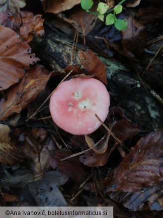 Russula emetica