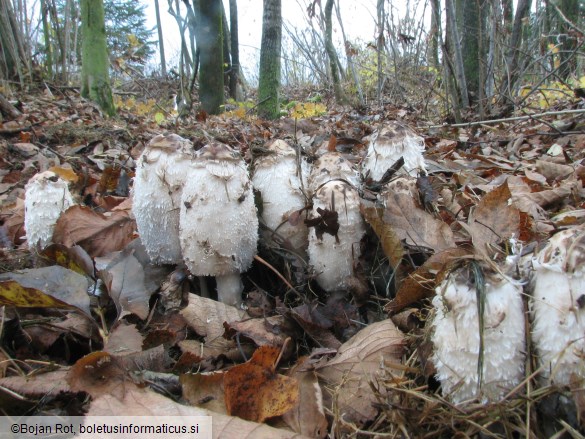 Coprinus comatus