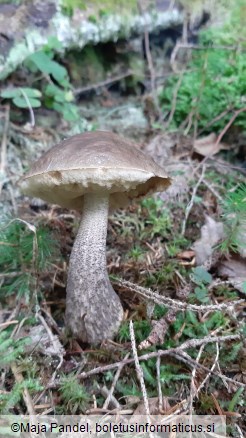 Leccinum pseudoscabrum