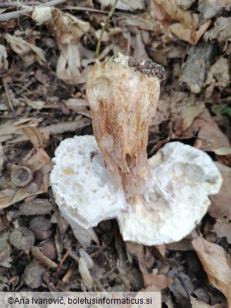 Boletus reticulatus