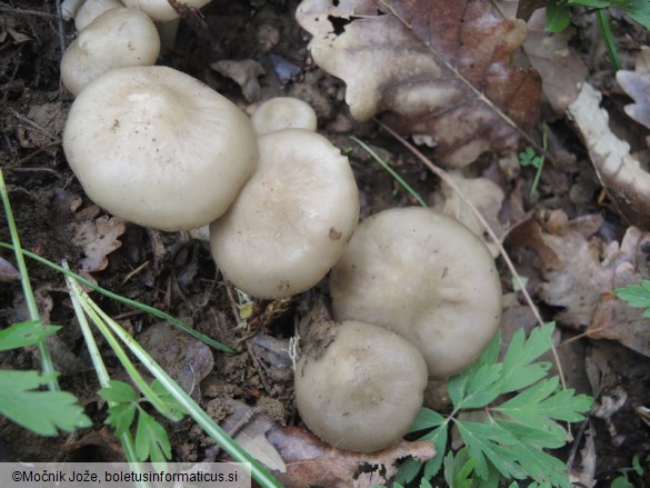 Entoloma clypeatum