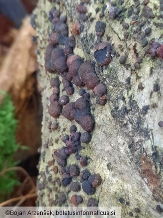 Hypoxylon fragiforme