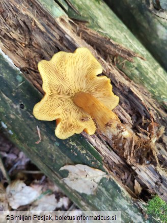 Tricholomopsis decora