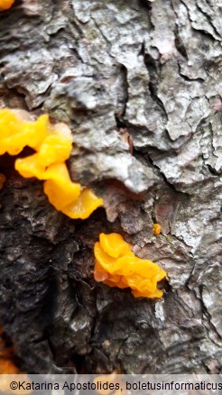 Dacrymyces stillatus