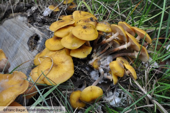 Armillaria mellea