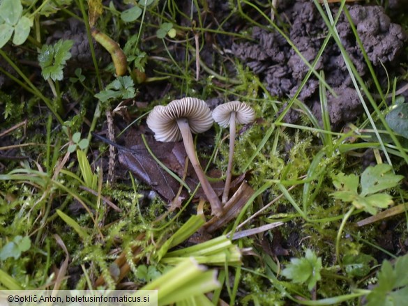 Mycenella bryophila