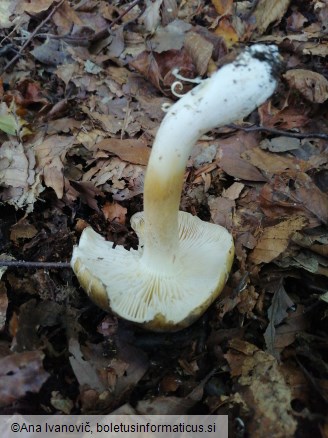 Tricholoma sejunctum