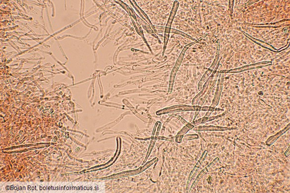Hohenbuehelia petaloides