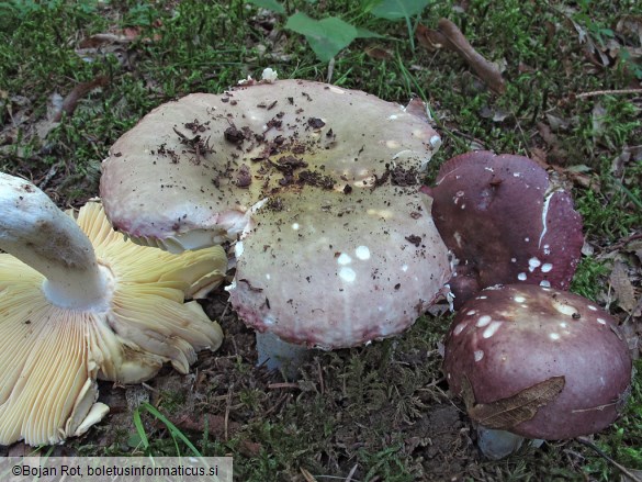 Russula romellii