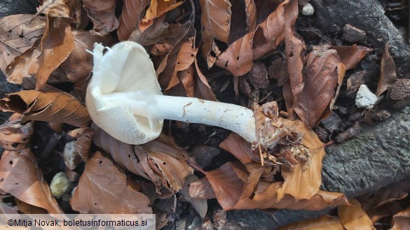 Lepiota ignivolvata