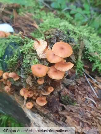 Xeromphalina campanella