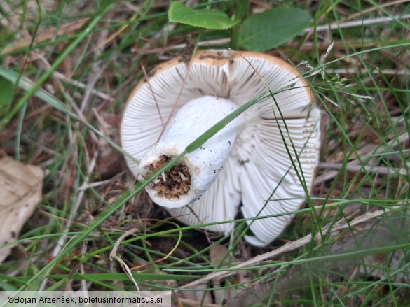 Russula decolorans