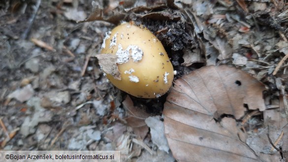 Amanita gemmata