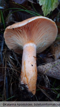 Lactarius deterrimus