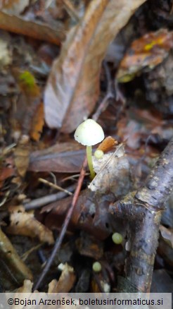 Mycena epipterygia