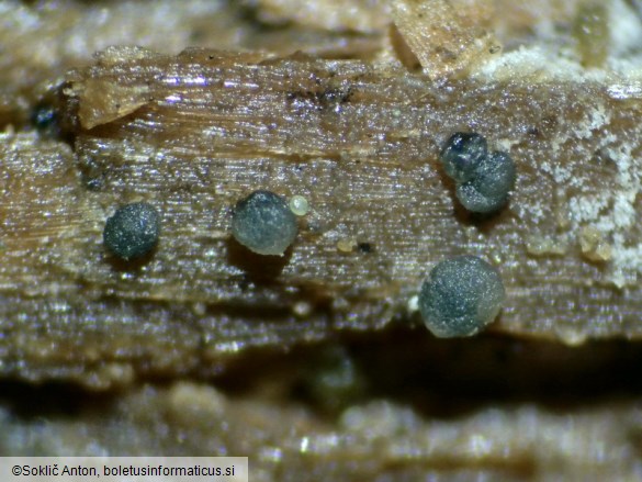 Vexillomyces atrovirens