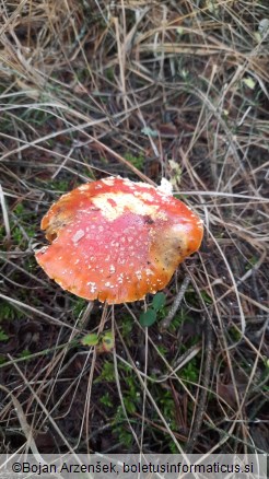 Amanita muscaria