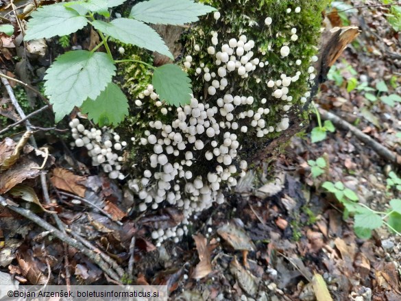 Coprinellus disseminatus