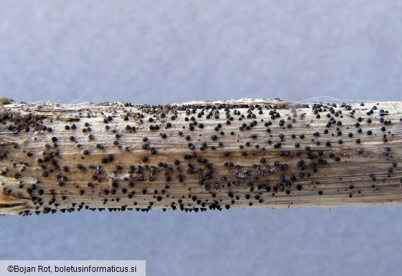 Leptosphaeria acuta
