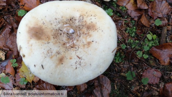 Lactarius vellereus