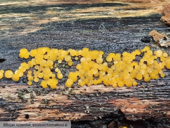 Bisporella citrina