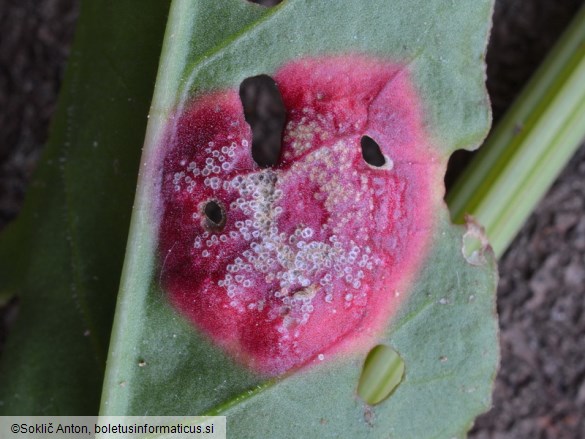 Puccinia phragmitis