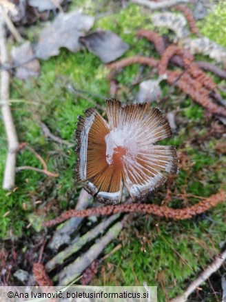 Coprinellus micaceus