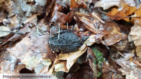 Xylaria carpophila