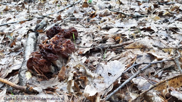 Gyromitra esculenta