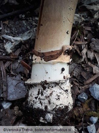 Agaricus bitorquis