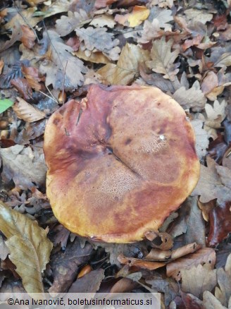 Boletus erythropus