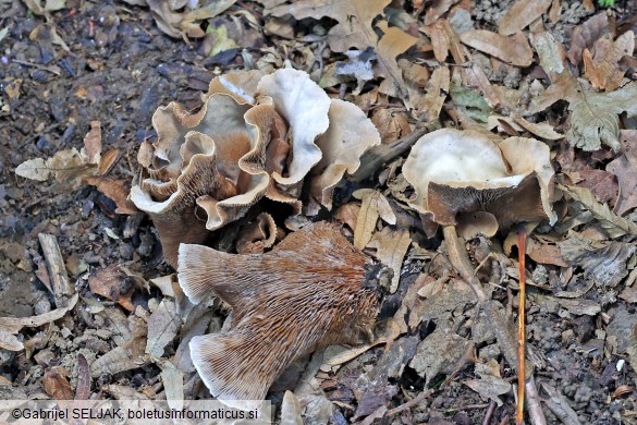 Crepidotus autochthonus