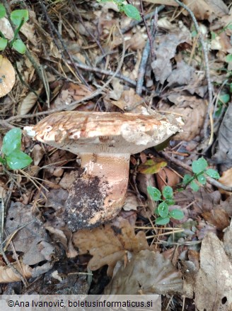 Tricholoma colossus