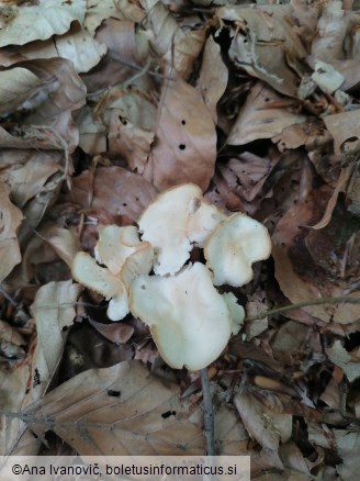 Gymnopus dryophilus