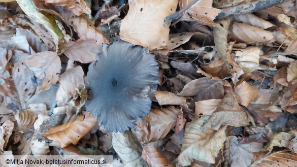 Entoloma serrulatum