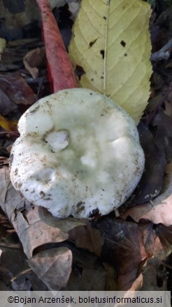 Russula virescens