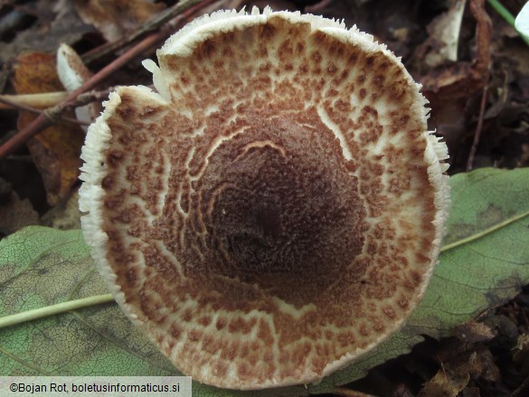 Lepiota pseudolilacea