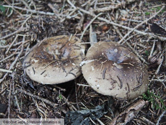 Russula acrifolia