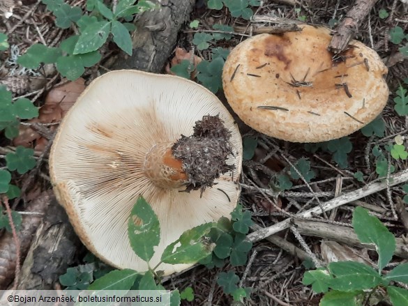 Lactarius scrobiculatus