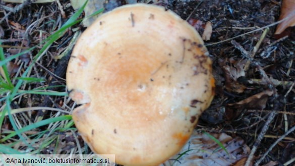 Lactarius salmonicolor