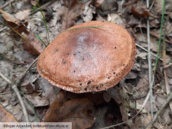 Suillus luteus