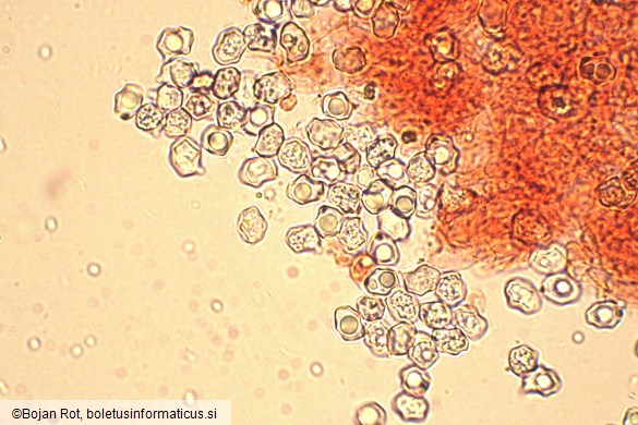 Entoloma undulatosporum