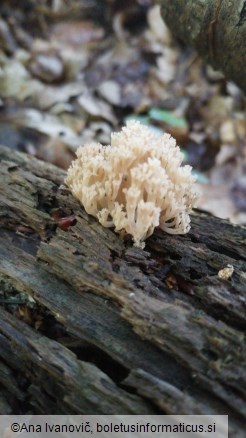 Artomyces pyxidatus