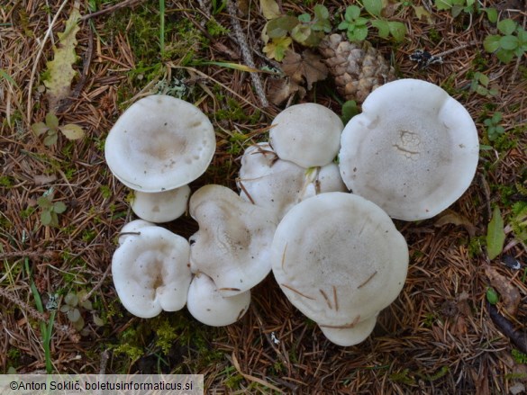 Hygrophorus hyacinthinus