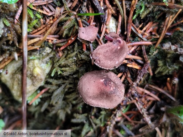 Melanophyllum haematospermum