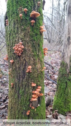 Flammulina velutipes