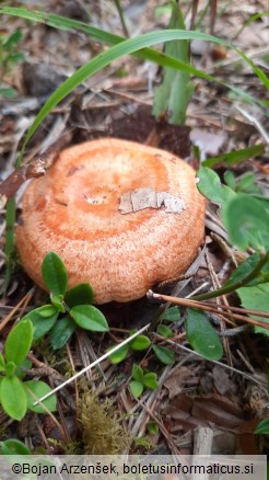 Lactarius semisanguifluus