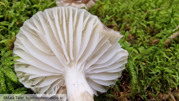 Hygrophorus olivaceoalbus